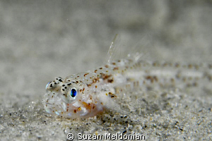 Barely there.... Kuna Goby at the bridge. by Suzan Meldonian 